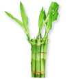 bamboo straight