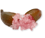 fingerlime-new