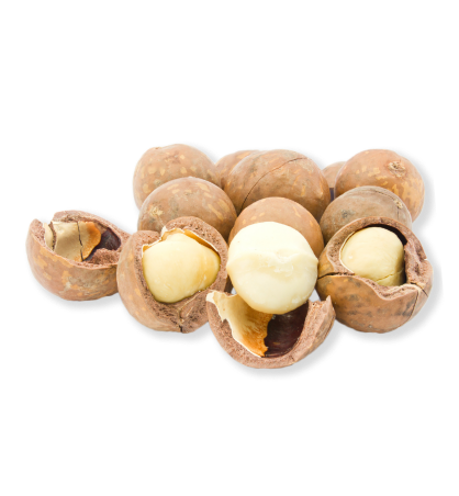 macadamia